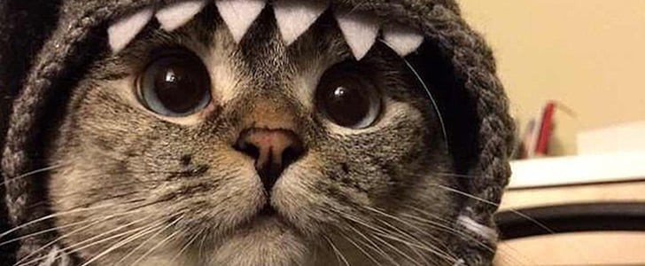 Nala the Cat Instagram