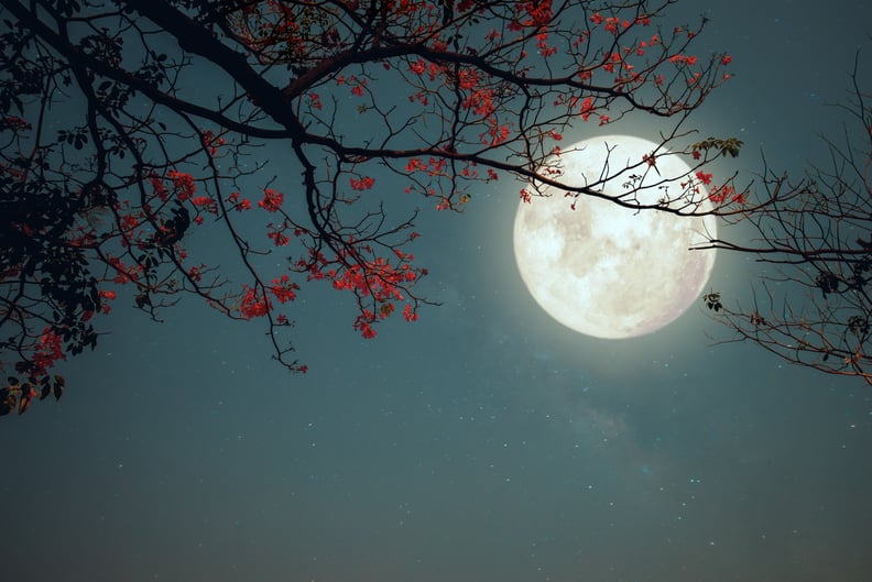 浪漫夜间场景-美丽的粉红色花花在满月夜空夜中三浦花