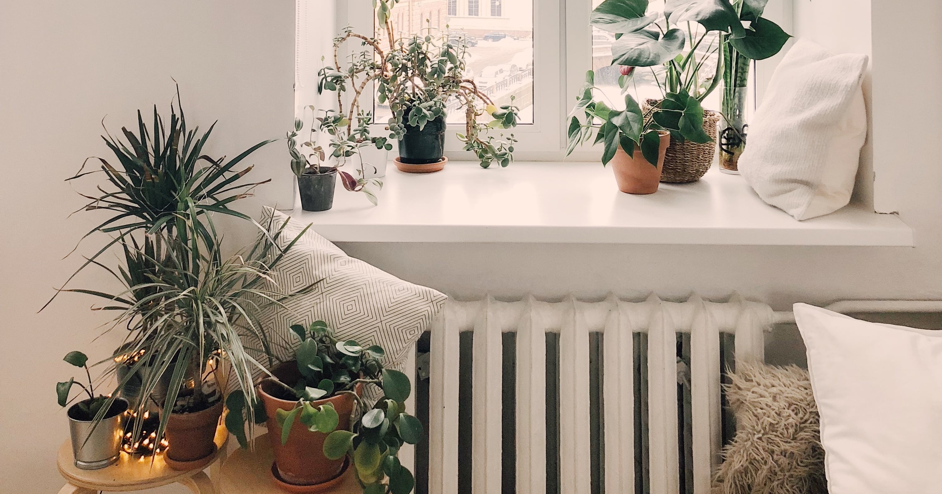 Best Houseplants For Allergy Sufferers POPSUGAR Fitness
