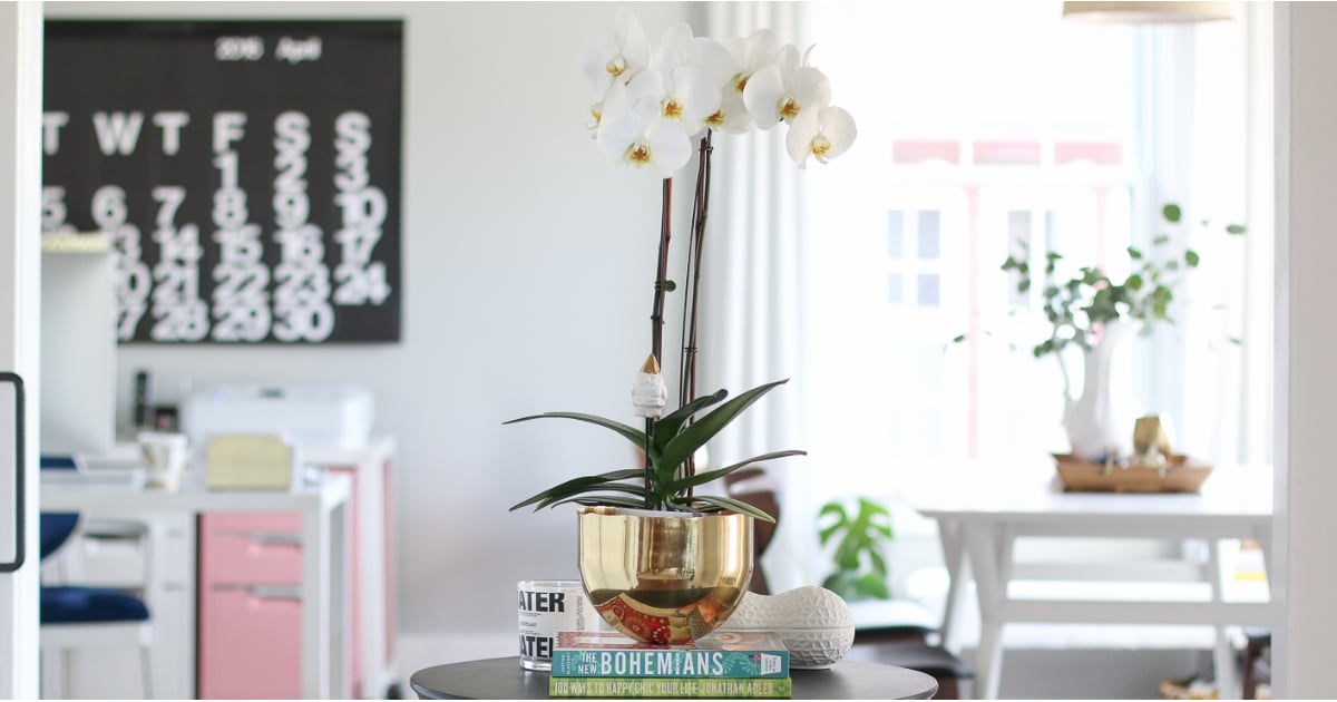 How to Keep Orchids Alive POPSUGAR Home