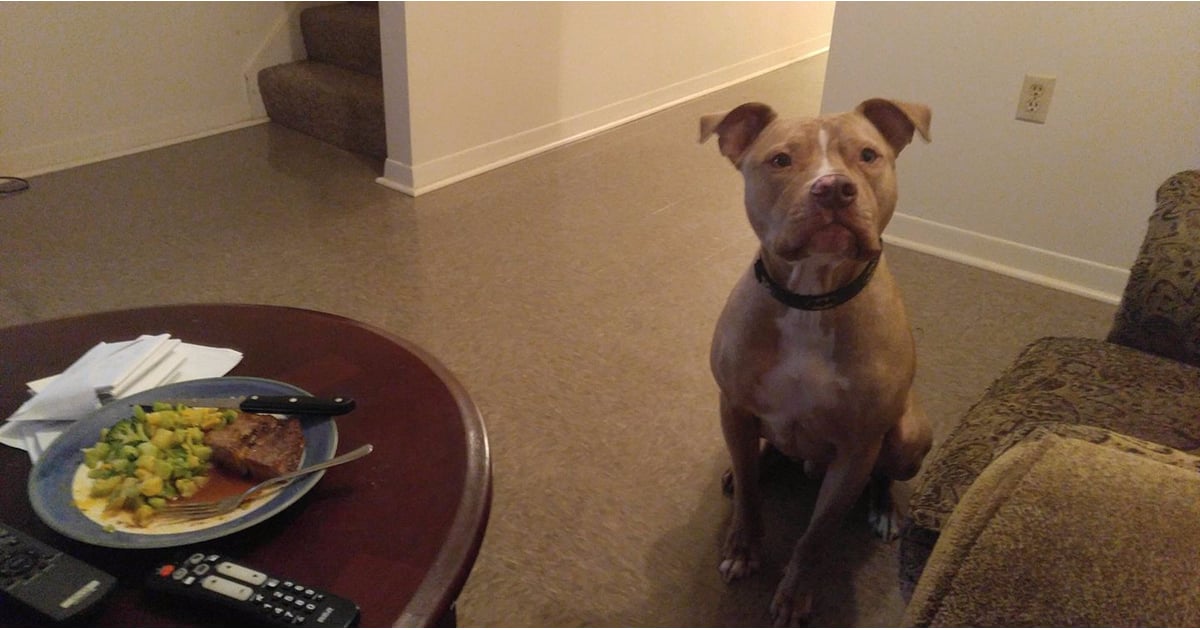 Photo of a Dog Explaining Victim Blaming - POPSUGAR Love & Sex