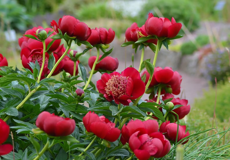 Their First Year's Bloom Will Be Modest, but They Will Flower More in Subsequent Years