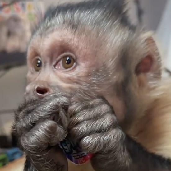 George the Monkey Opening Packages in TikTok Videos