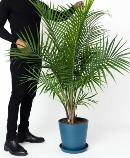 Best Large Indoor Plants Popsugar Home