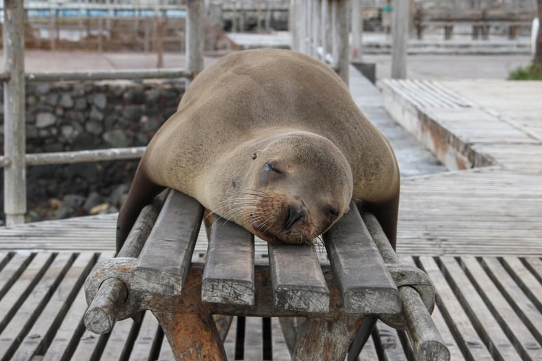 This seal, who called dibs on this bench.