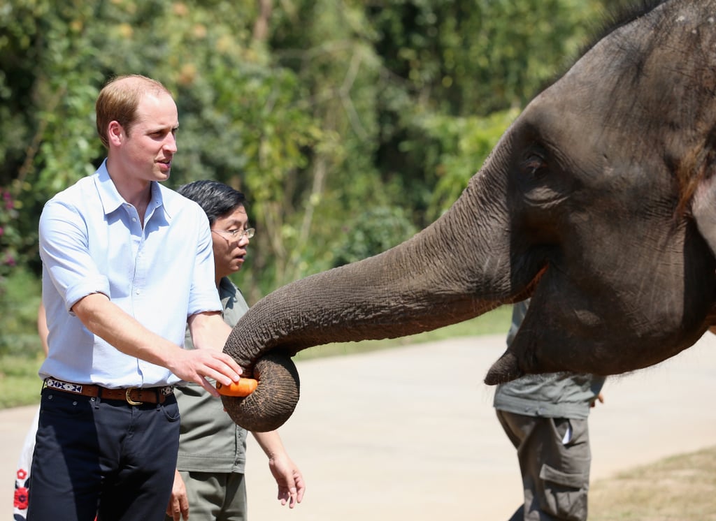 William raised awareness for the illegal ivory trade while visiting a rescue elephant named Ran Ran during a 2015 visit to China.