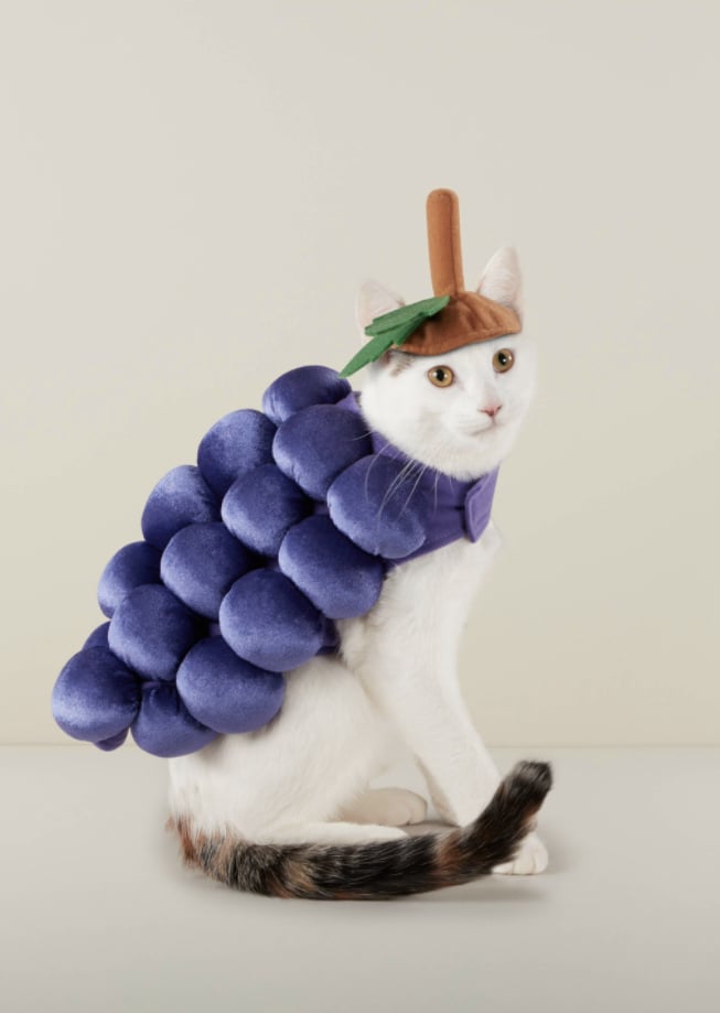 Cheap Pet Costumes Popsugar Smart Living
