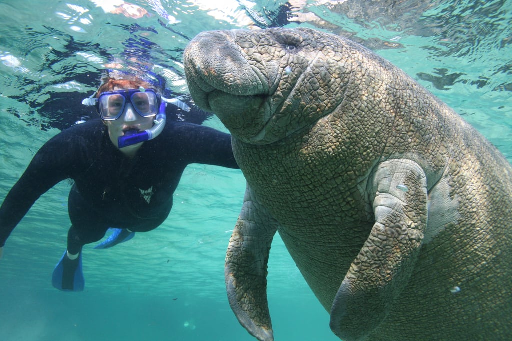 Endangered Manatees — Crystal River, FL