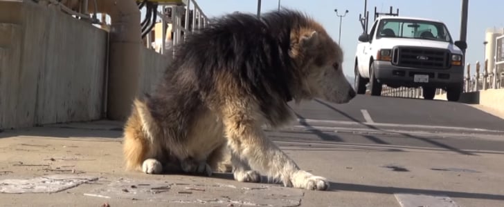Dog Rescued From Water Treatment Plant | Video