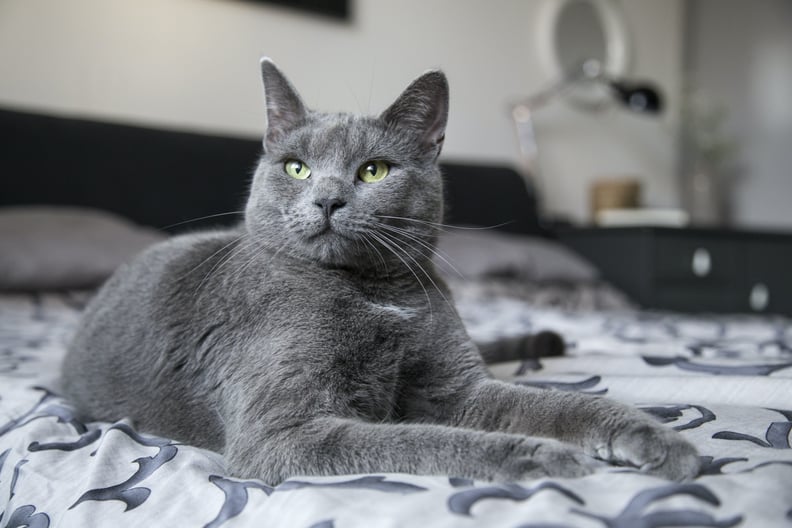 17 Best Cat Breeds For First-Time Owners | PS Pets