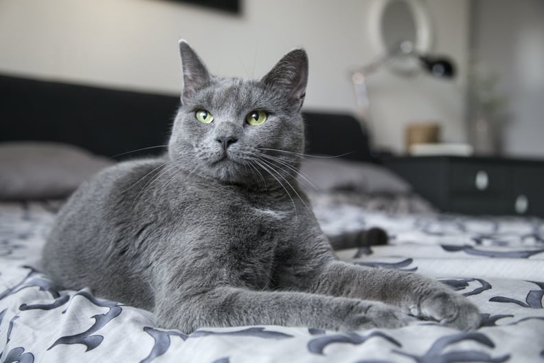 Best Cat Breeds For First-Time Owners: Russian Blue