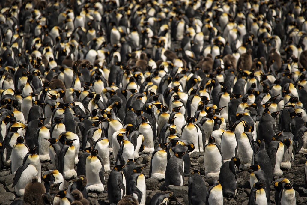 Antarctica King Penguins