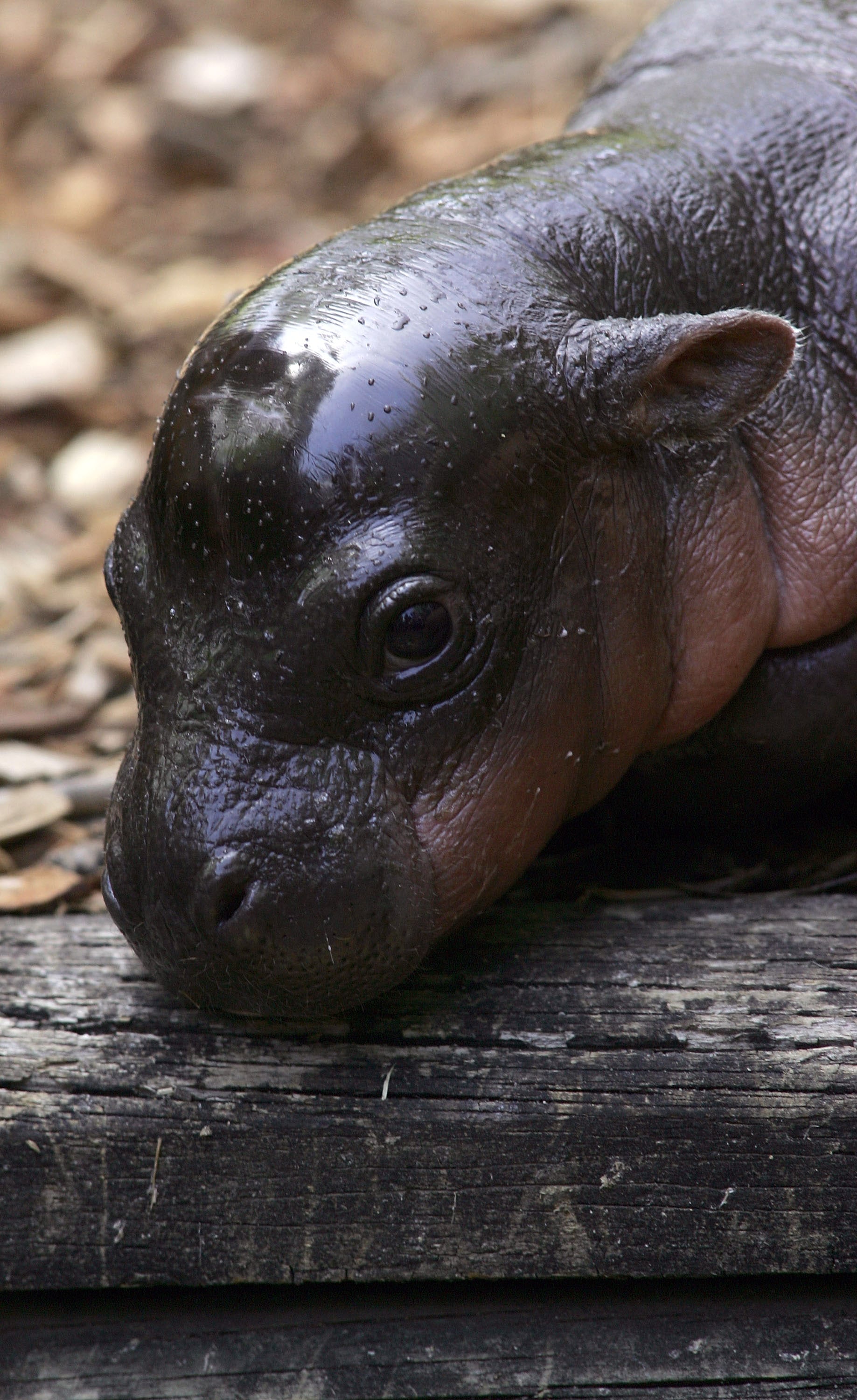Meet Monifa An Adoro One Month Old Pygmy Hippopotamus