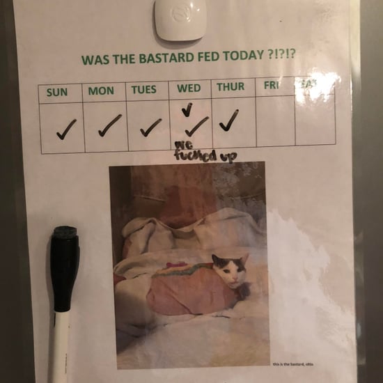 Woman's Feeding Chart For Her Cat