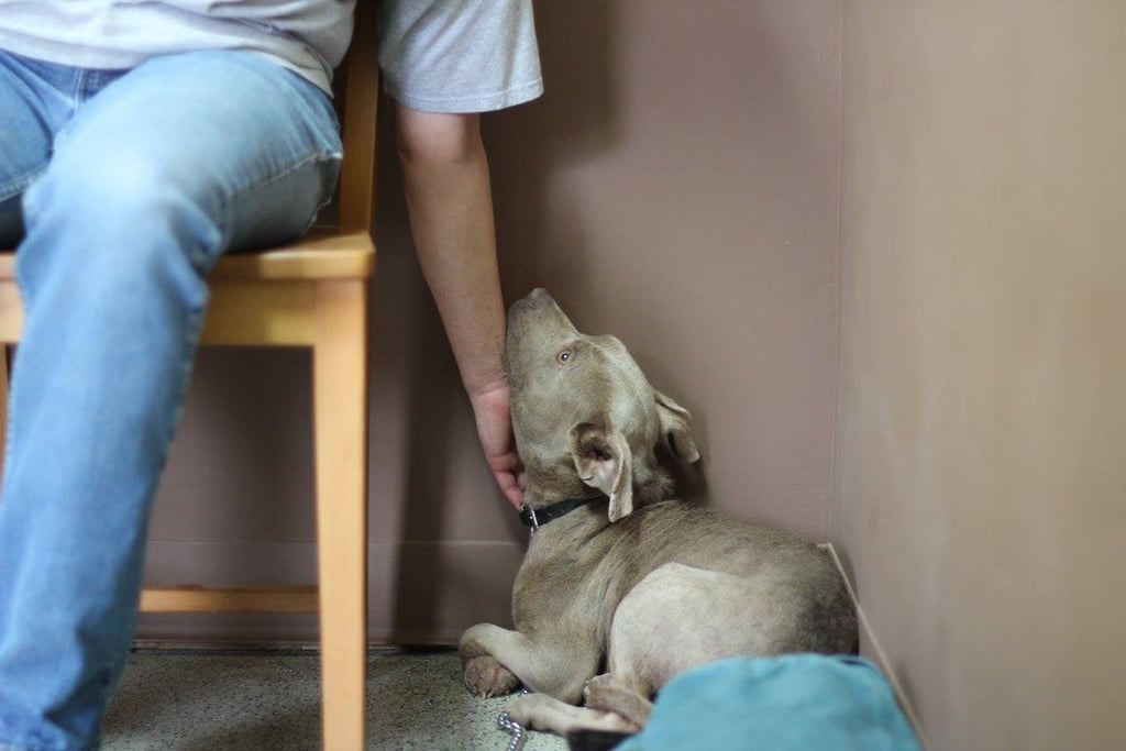 Vet Eating in Rescue Dog's Cage POPSUGAR Pets Photo 2