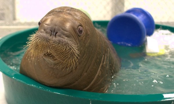Baby Walrus Taking a Bath