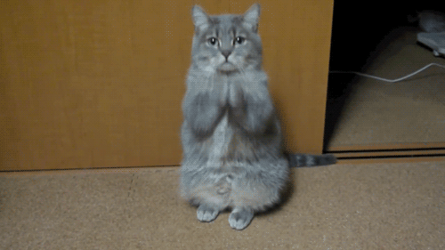 "What.the.heck.are.you.doing?" | Funny Cat GIFs | POPSUGAR Tech Photo 25