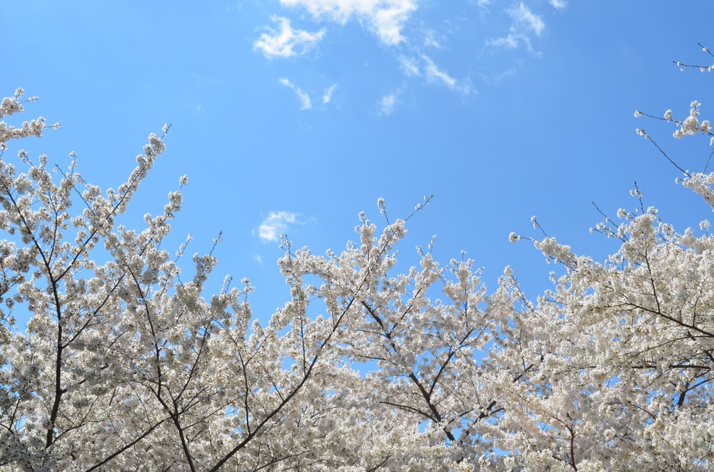 The air smells fresh. Why Spring Is the Best Season POPSUGAR Smart