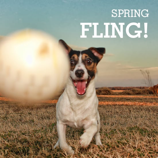 Dog Activities For Spring