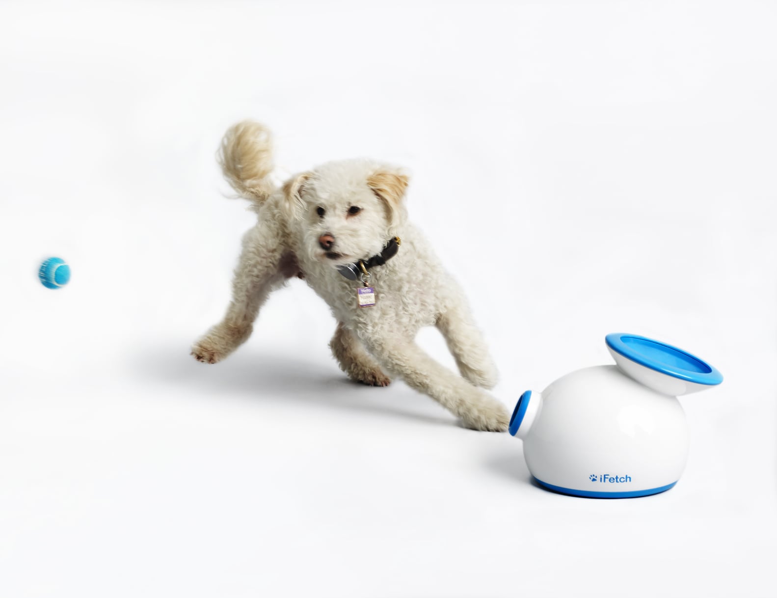 Gadgets For Dogs POPSUGAR Tech