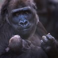 A First-Time Gorilla Mom Won't Stop Holding and Smiling at Her Baby, and the Photos Are Truly Tender