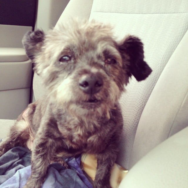 Dying Dog Is Adopted