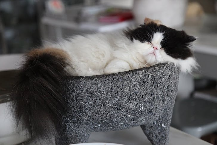 Pictures of Martha Stewart's Cat POPSUGAR Pets