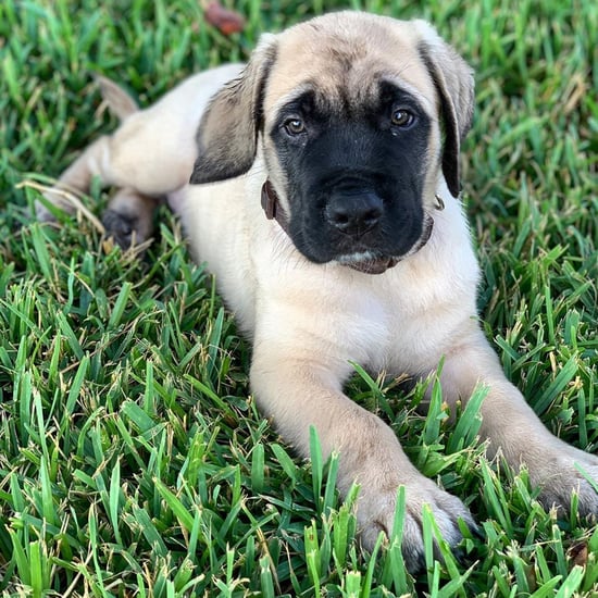 How Many Dogs Do Chip and Joanna Gaines Have?