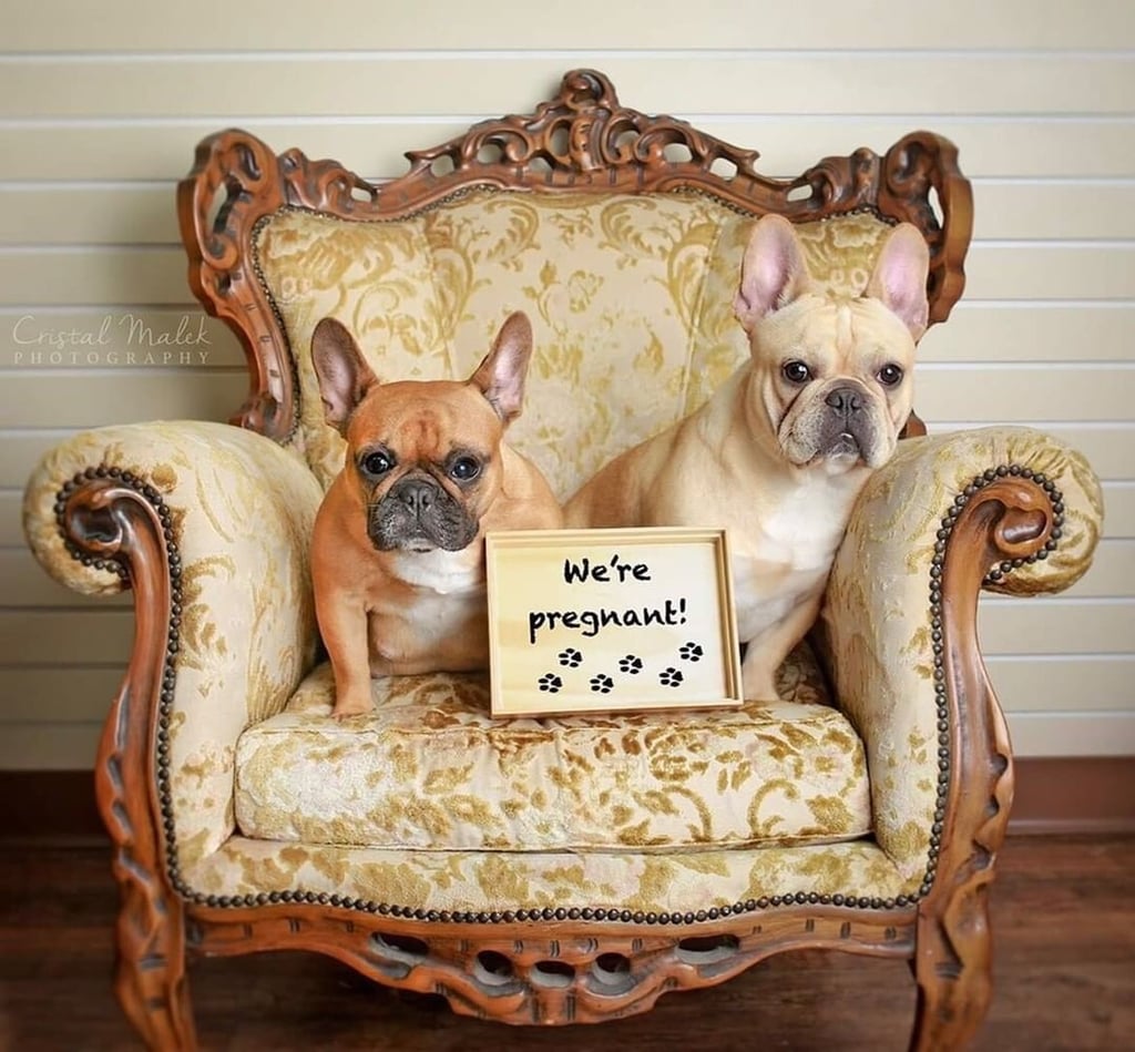 This Photographer Did a Maternity Shoot With French Bulldogs