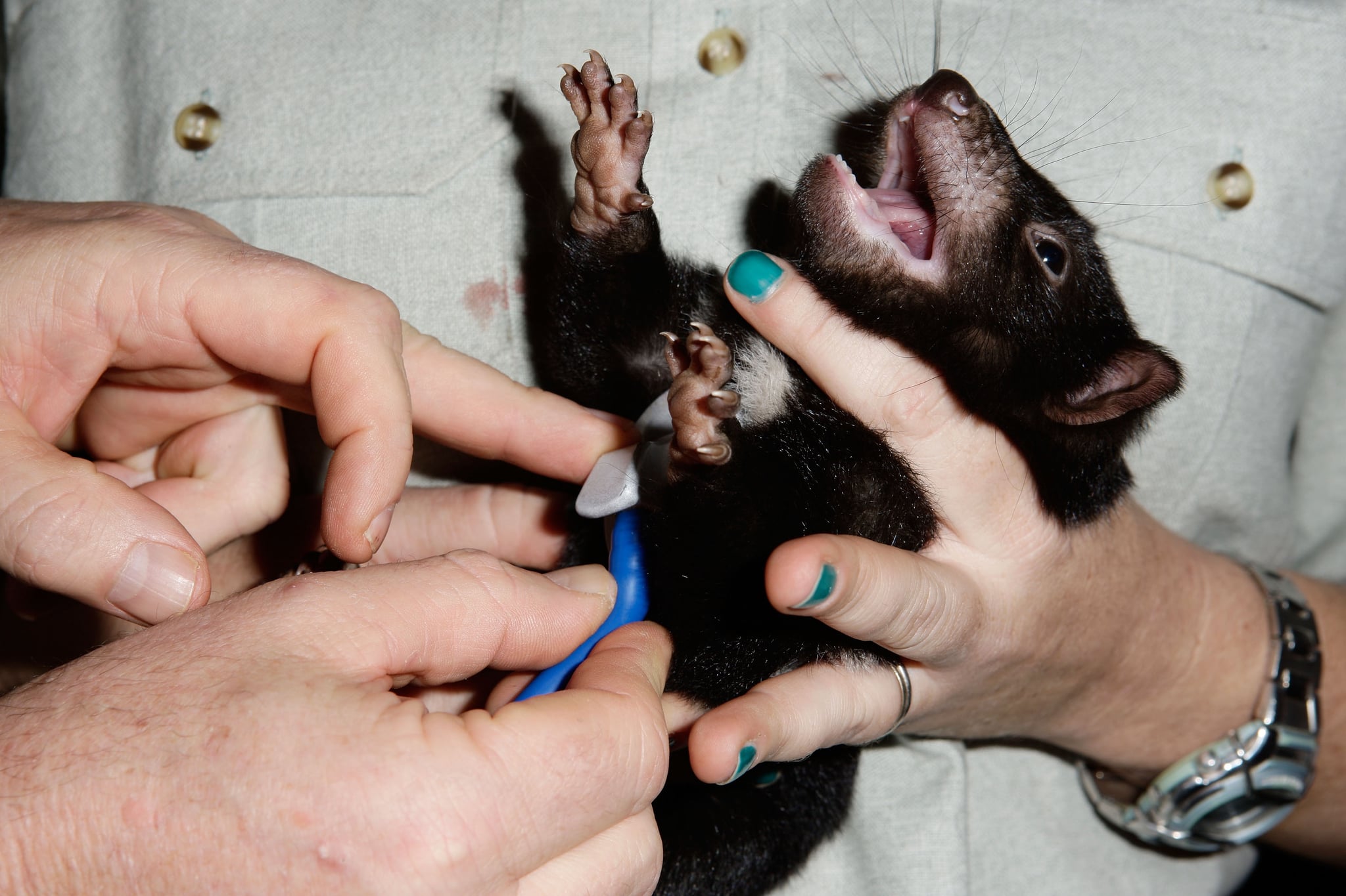 Four Cute Tasmanian Devil Babies Born at the Taronga Zoo! | POPSUGAR Pets