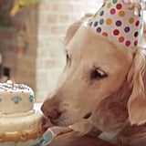 Birthday Party For Sept. 11 Rescue Dog | POPSUGAR Pets