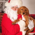 These Doggies Sitting on Santa's Lap Are Definitely on the Nice List!