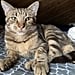 How Adopting a Cat Helped My Mental Health