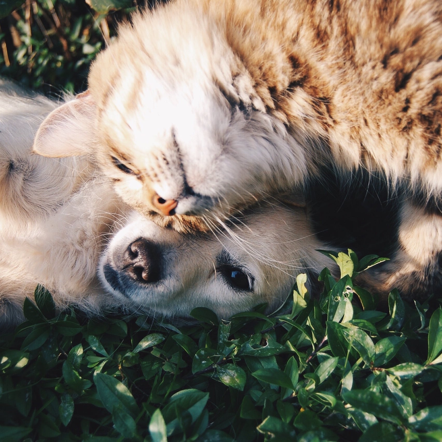 Why I Don T Want Another Pet Popsugar Family