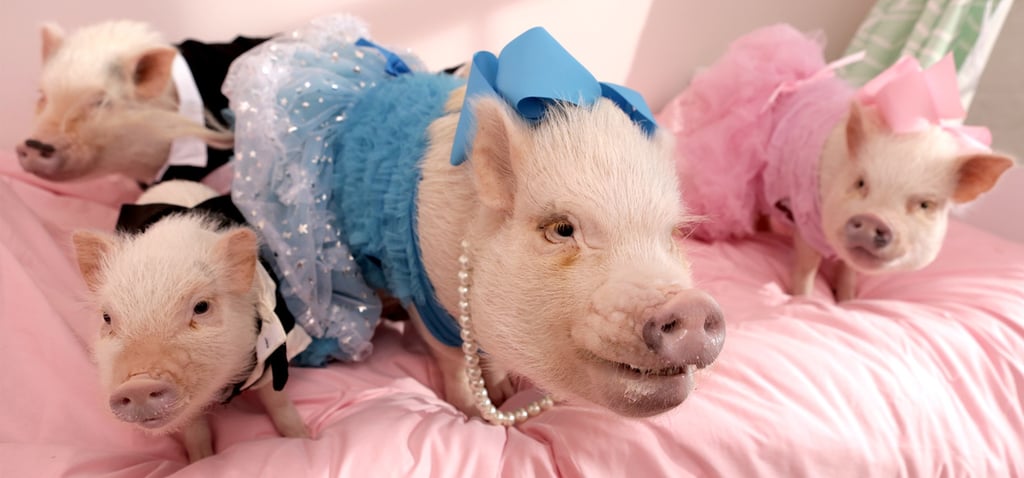 America's Most Pampered Domestic Pigs