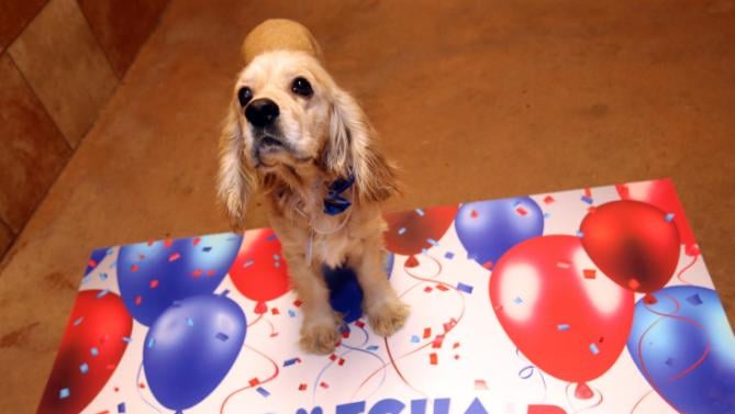 Gotcha Day For Adopted Pets