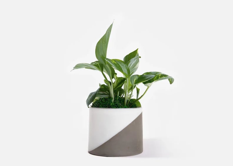 For the Green Thumb: Urbanstems The Archie