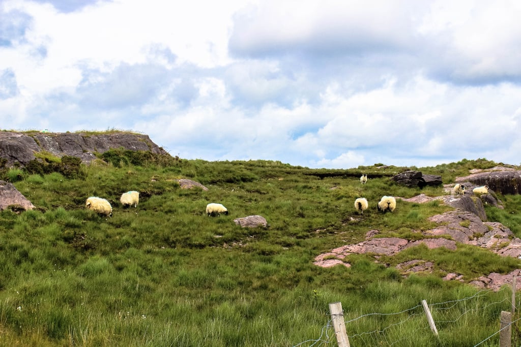 And what would an Irish road trip be without some sheep spotting, right? Well, don't fret, because you'll encounter these woolly friends countless times, no matter where your route takes you!