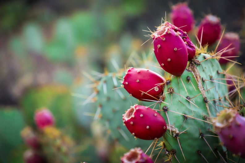 Nopal Cactus and Prickly Pear