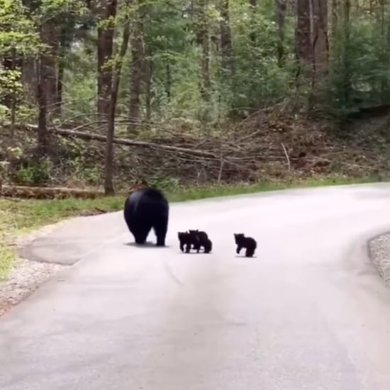 Couple Waits in Car as Black Bear Walks Cubs Across Road