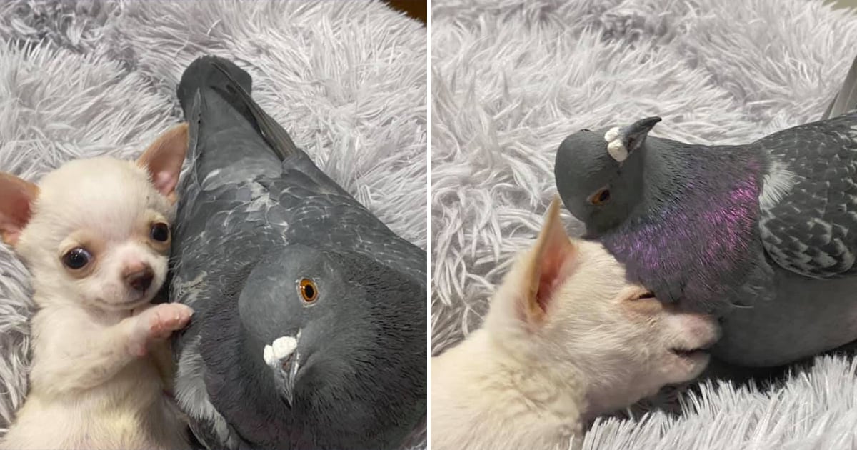 Pigeon best sale and dog