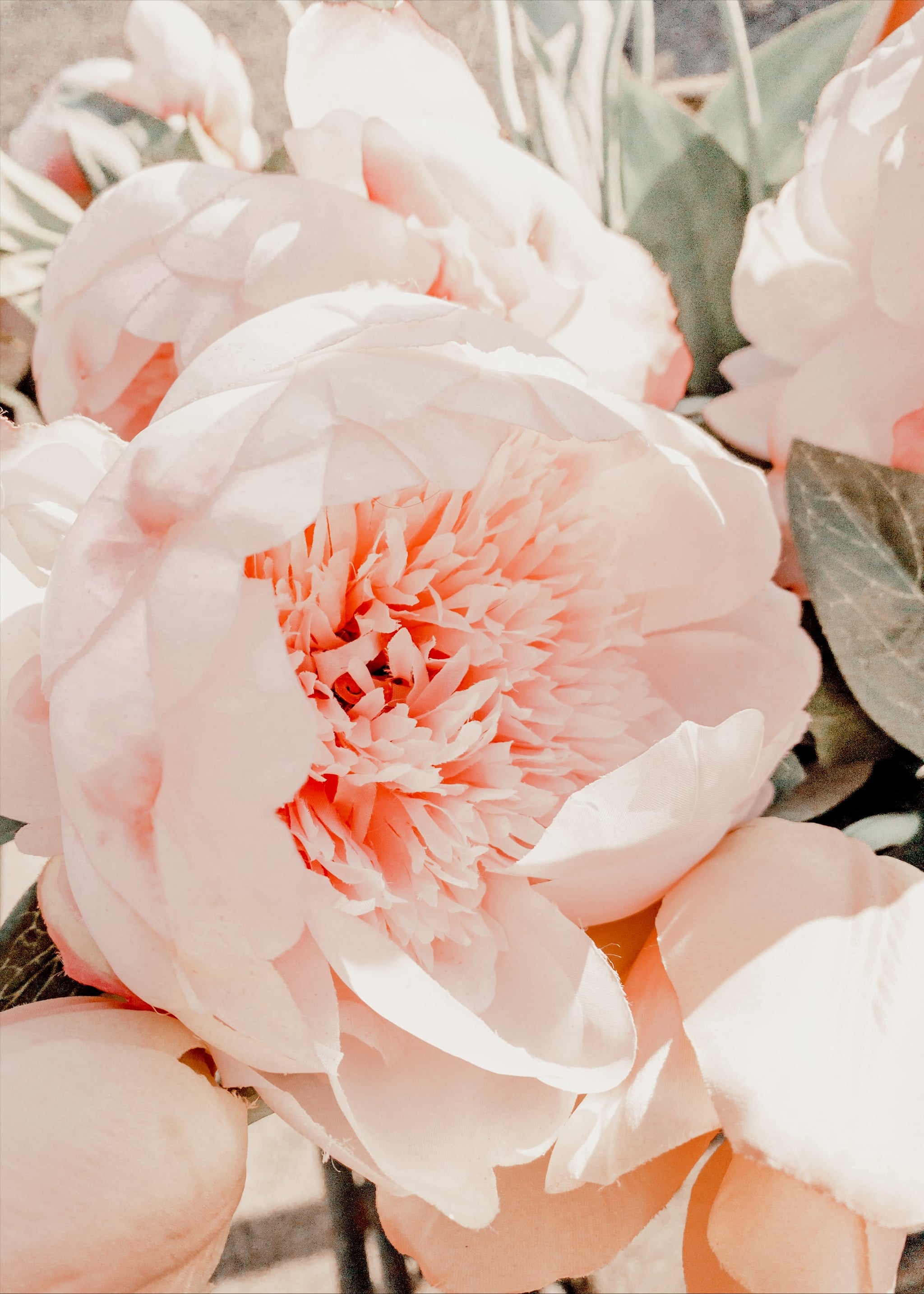 A Suite Treat Just For You Free Peony Bouquet Device Wallpaper Download   Suite One Studio
