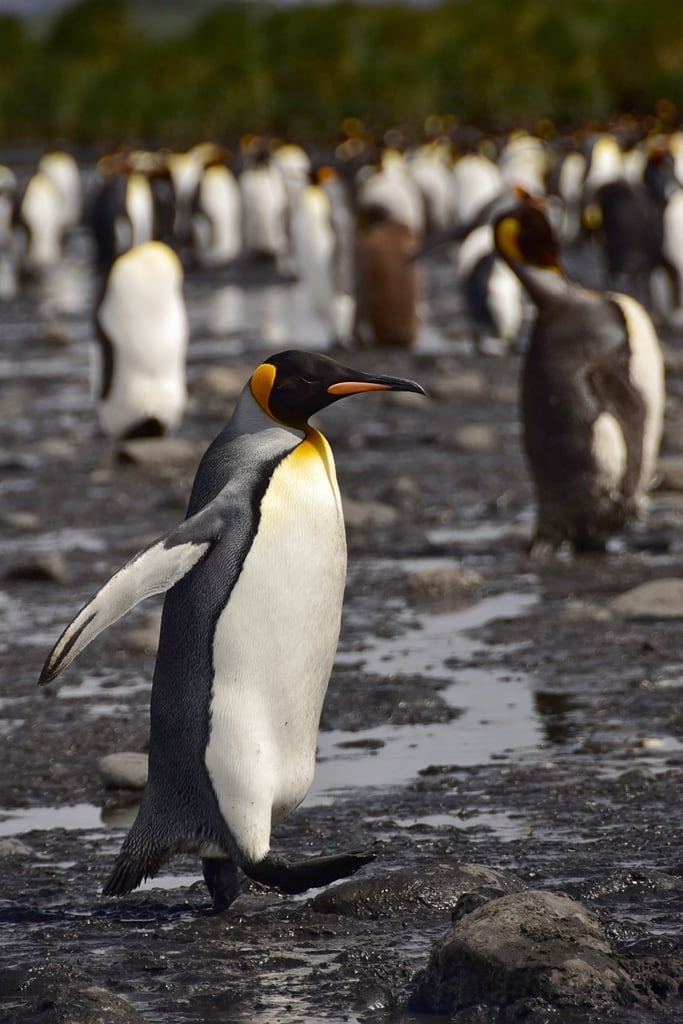 Antarctica King Penguins