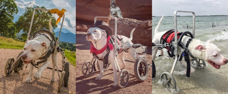Disabled Dog Gets to Enjoy Adventures With Owner