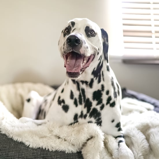 Best Anti-Anxiety Dog Beds