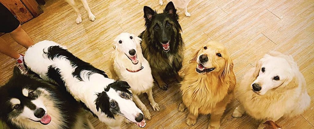 Dog Cafe South Korea