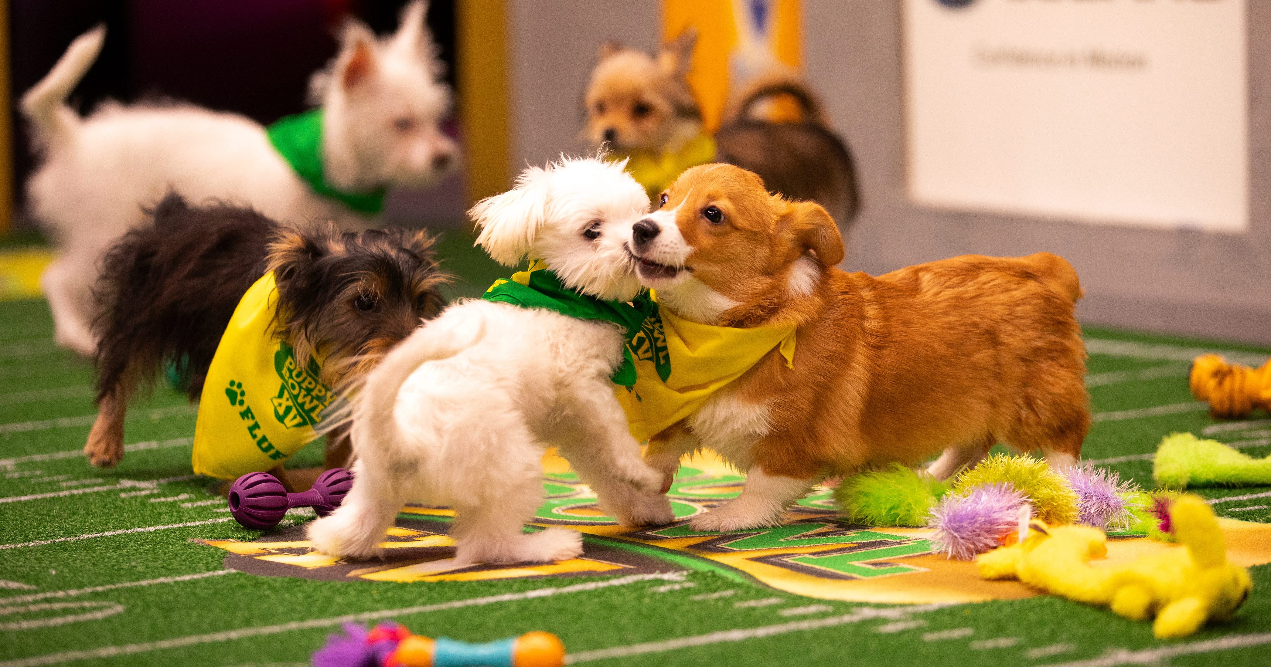 Puppy bowl 2019 dogs top