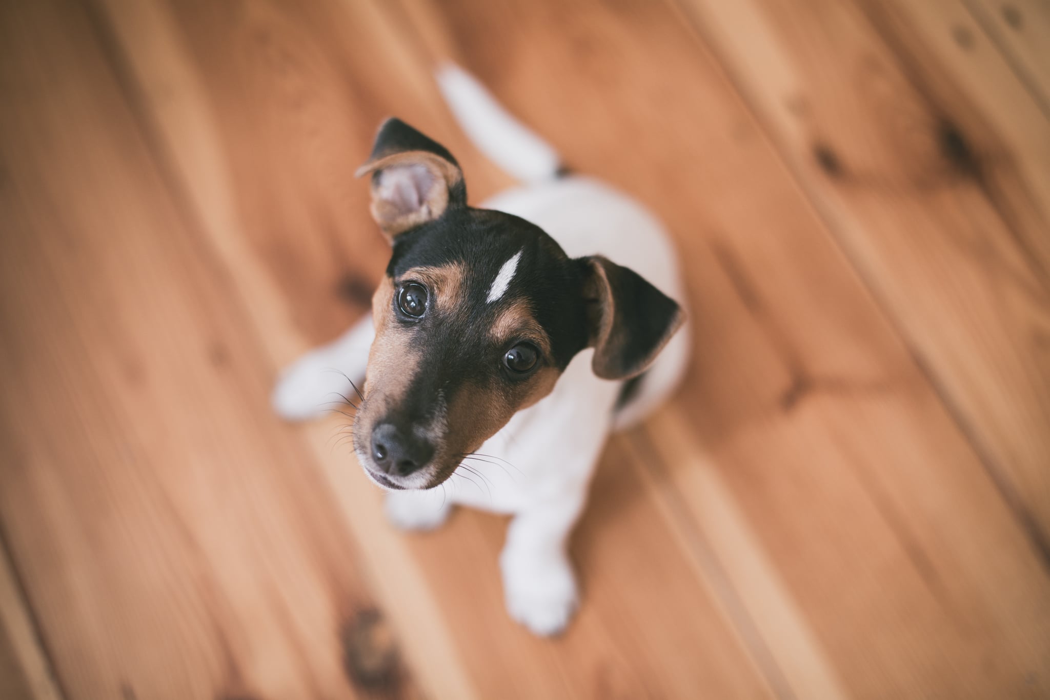 What To Do When Your Dog Is A Picky Eater Popsugar Pets