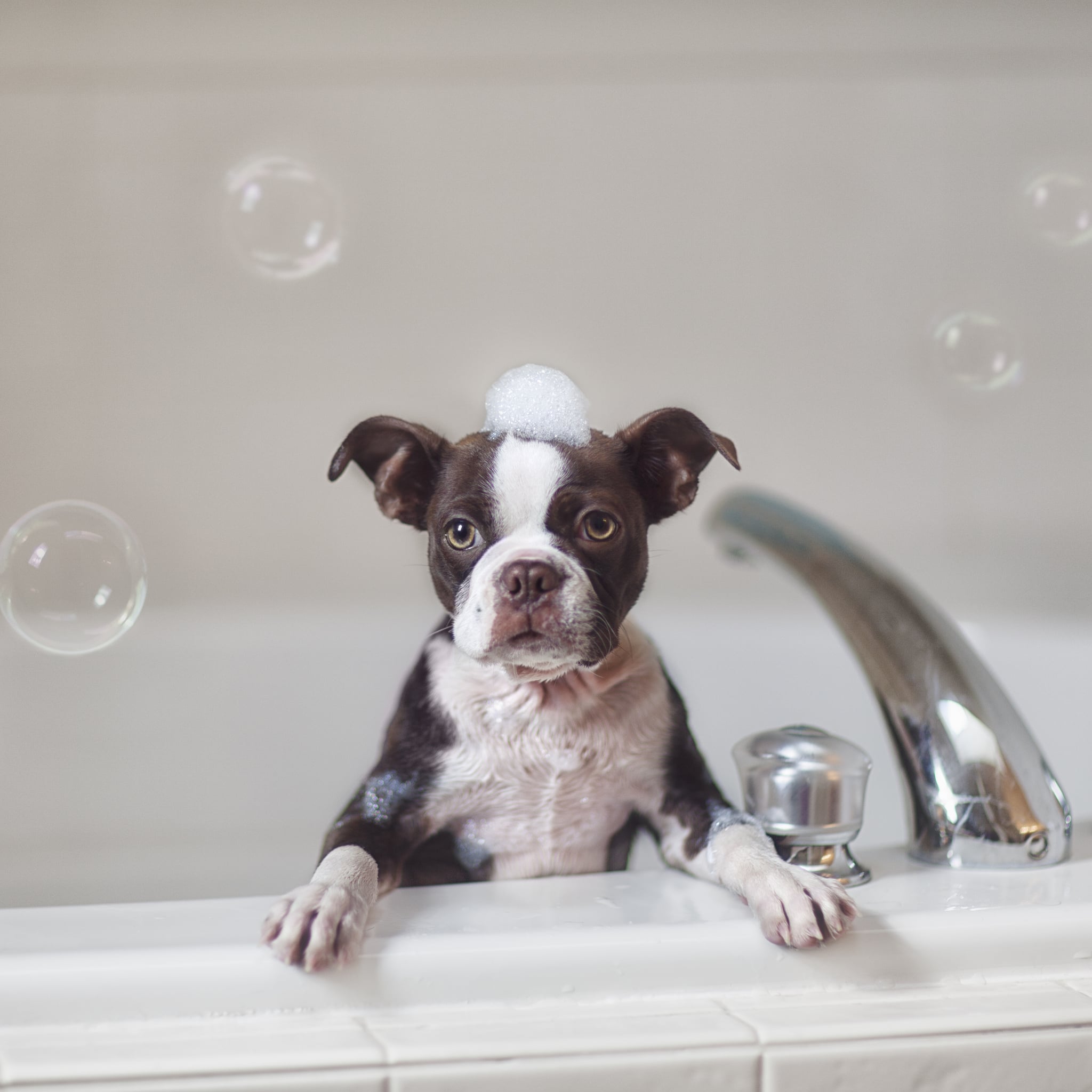 cheap places to get your dog groomed