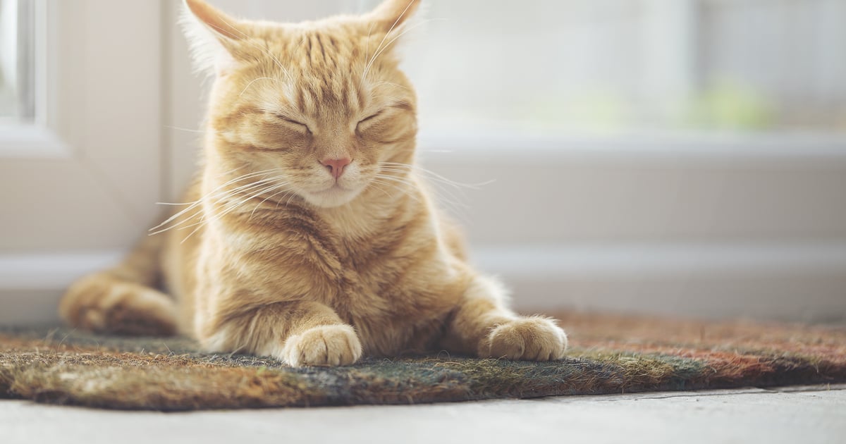 Why Does My Cat Sleep With His Head Up? POPSUGAR Pets